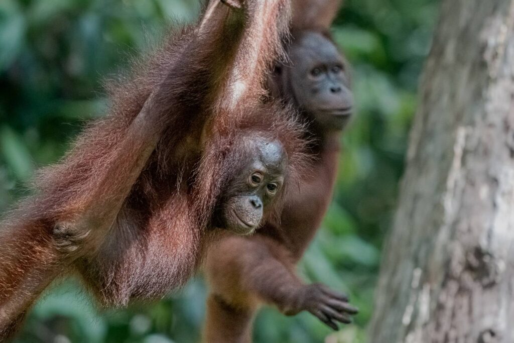 Orangutans_12_05_2025_06