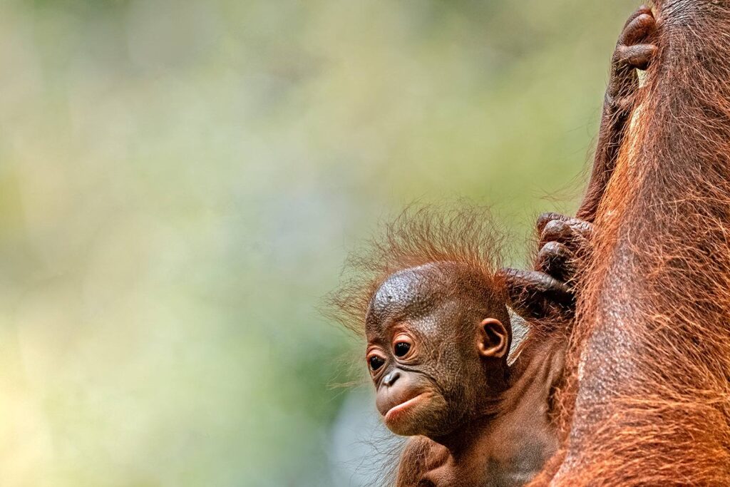 Orangutans_12_05_2025_07