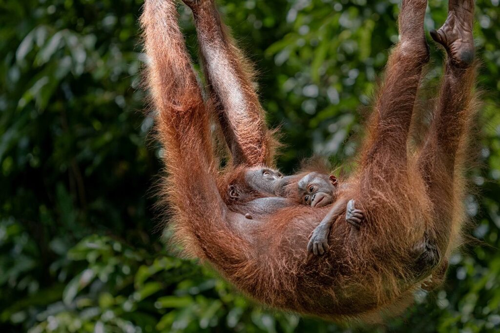Orangutans_12_05_2025_08