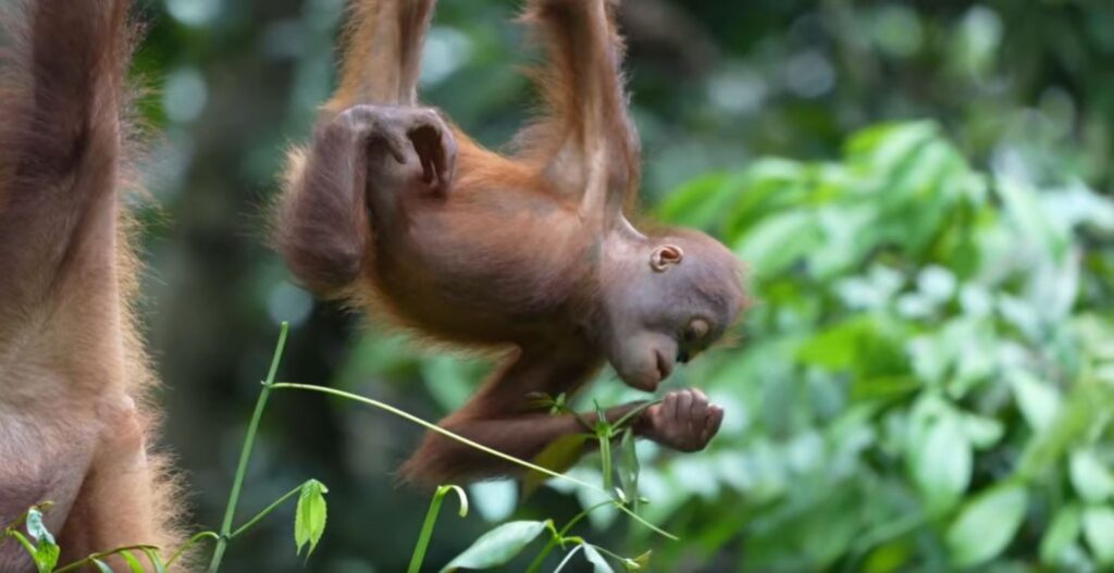 Fotoreise mit Benny Rebel Fotosafaris GmbH aus Hannover. Fotoreise durch das facettenreiche Borneo. Naturfotografie und Tierfotografie.