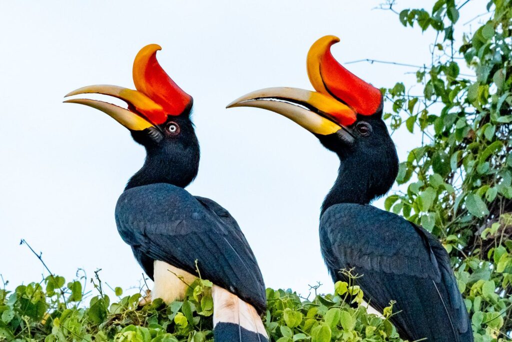 Vogelfotografie Borneo Fotosafari 3