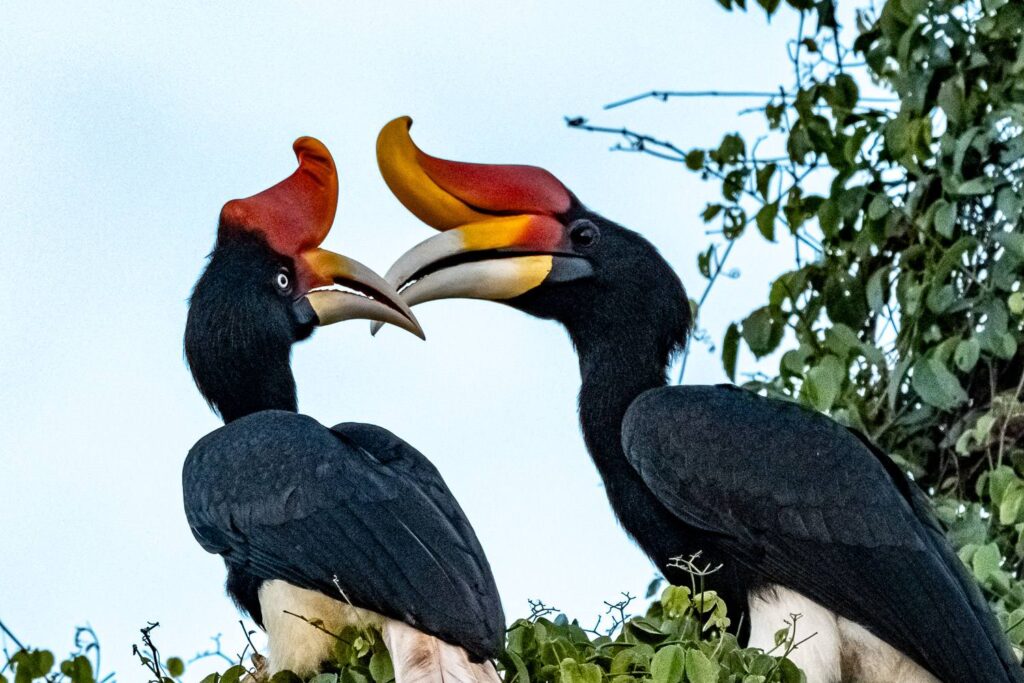 Vogelfotografie Borneo Fotosafari 6
