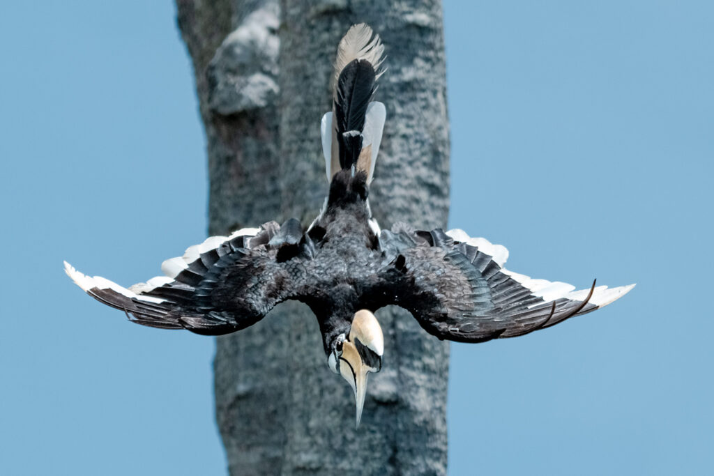 weisshelmhornvogel_A125247