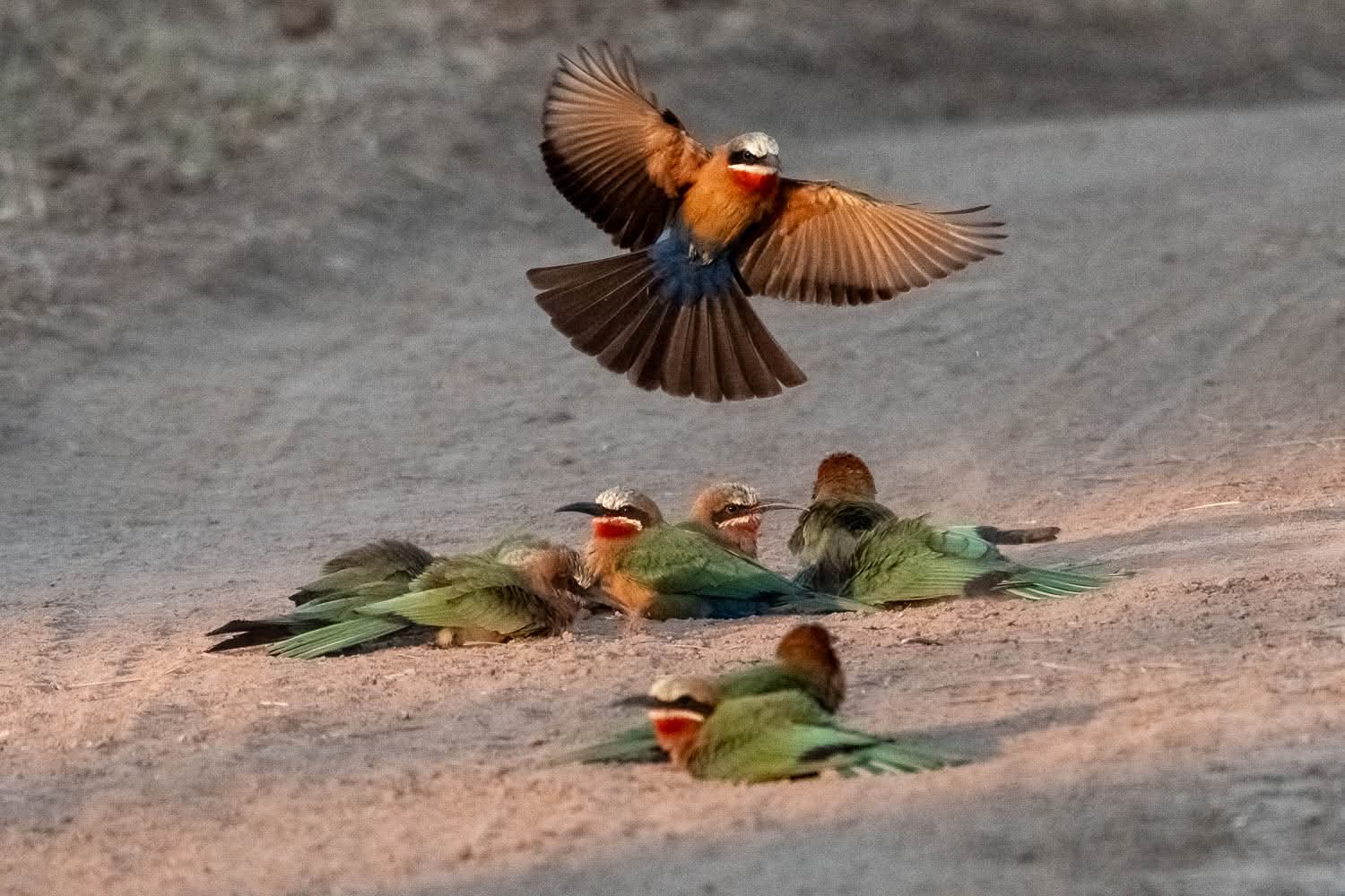 Sambia_Fotoreise_2025_010_