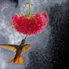 Zwei freie Plätze für Brasiliens spektakulärste Fotosafari