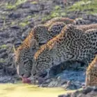 Wenn Erinnerungen wach werden – Leopardenfamilie in Sambia