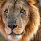 Löwenfotografie in Afrika: Die Magie einer Begegnung auf Augenhöhe